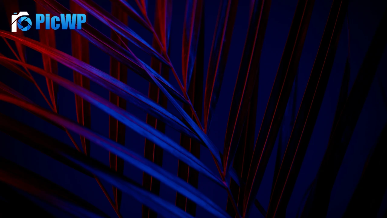 Plant Dark background 4K PC Wallpaper