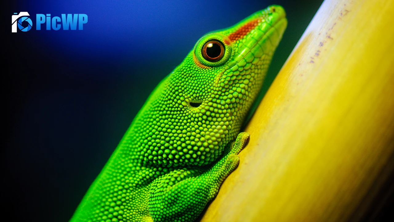 Green Lizard Closeup 4K PC Wallpaper
