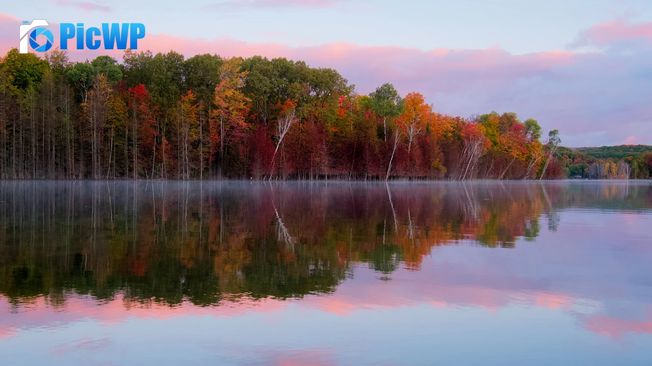 Autumn trees Forest 4K PC Wallpaper