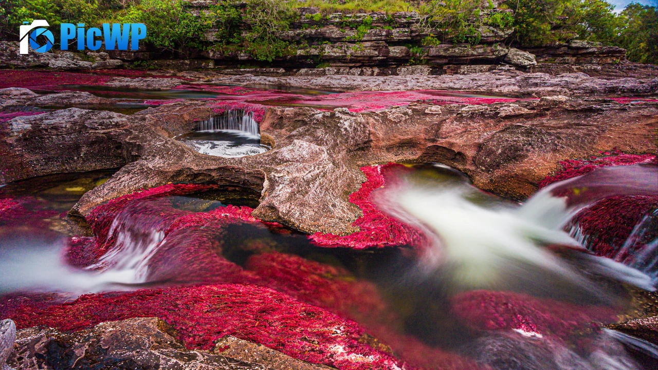 Caño Cristales River 4K PC Wallpaper
