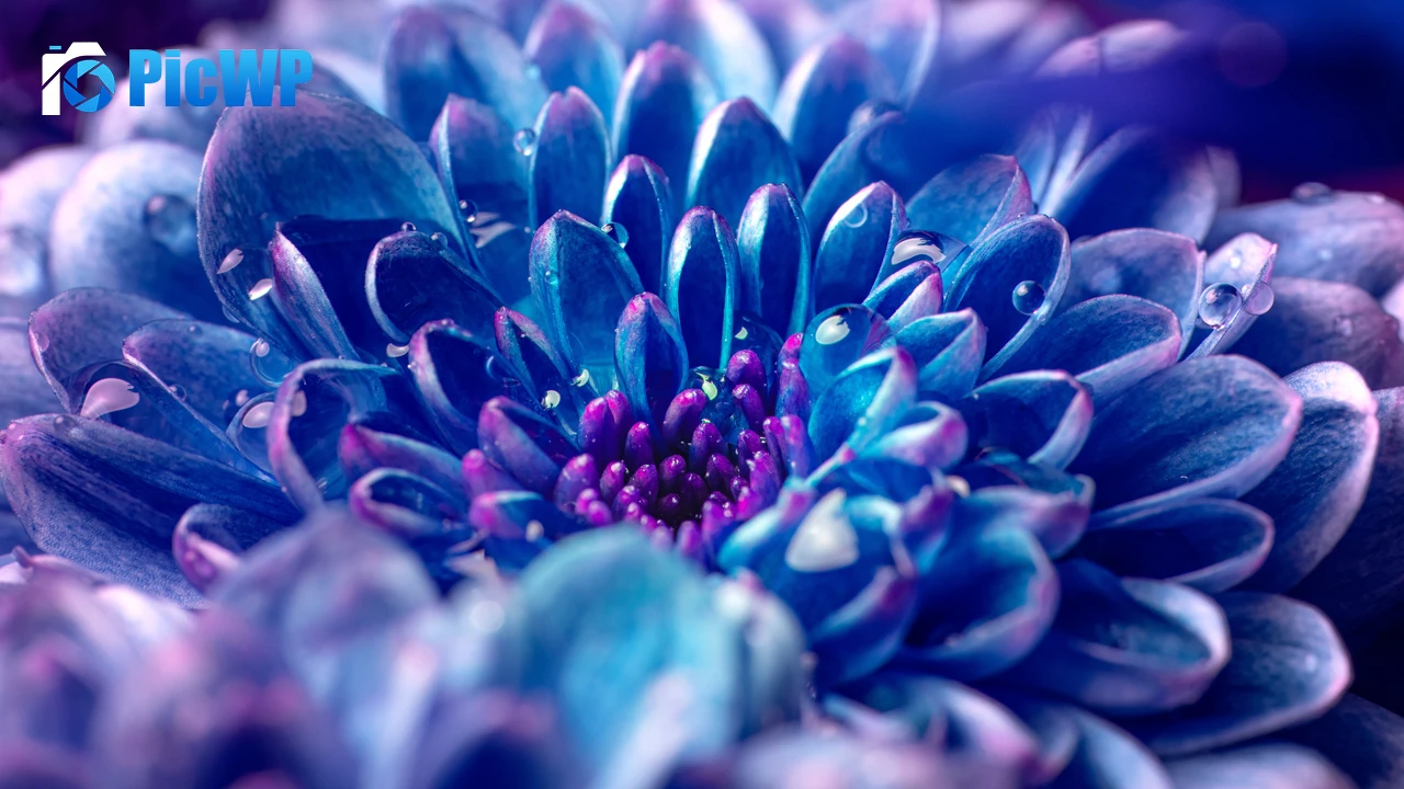 Blue flower Macro 4K PC Wallpaper