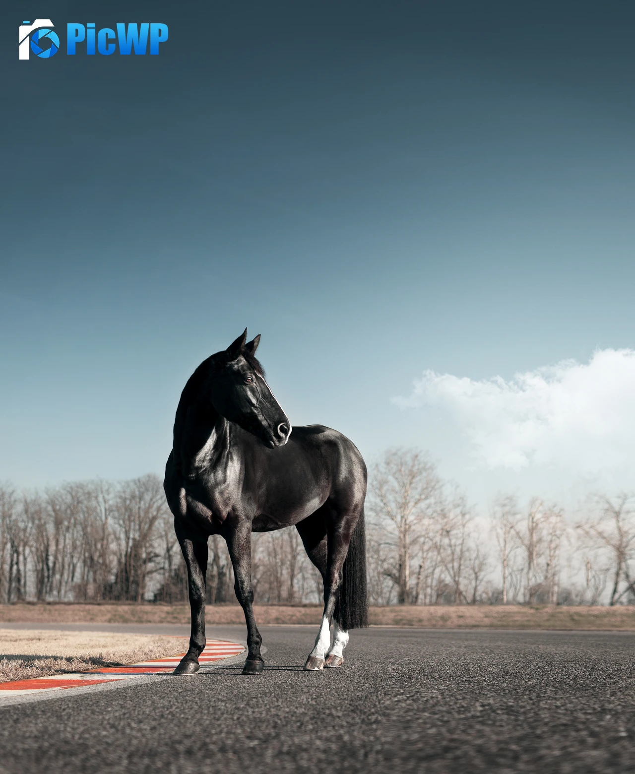 Black horse Race track 4K Mobile Wallpaper