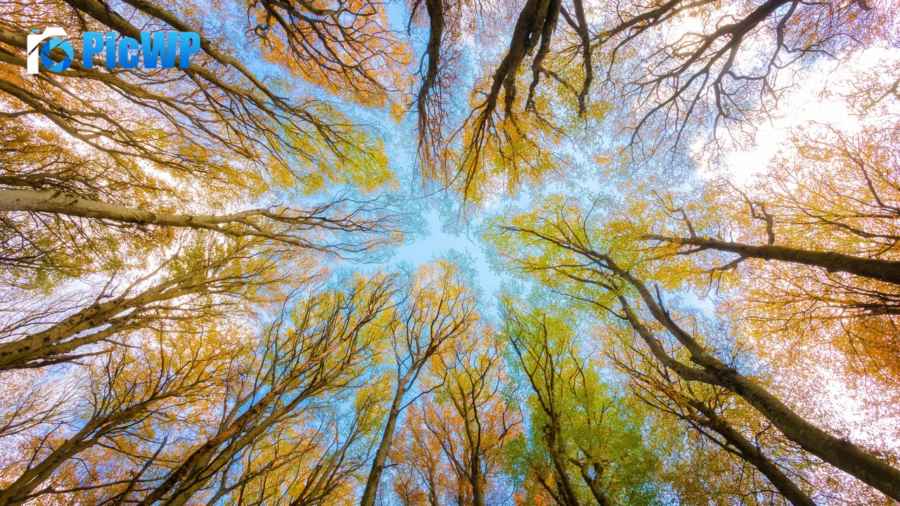 Tree Canopy Branches 4K PC Wallpaper