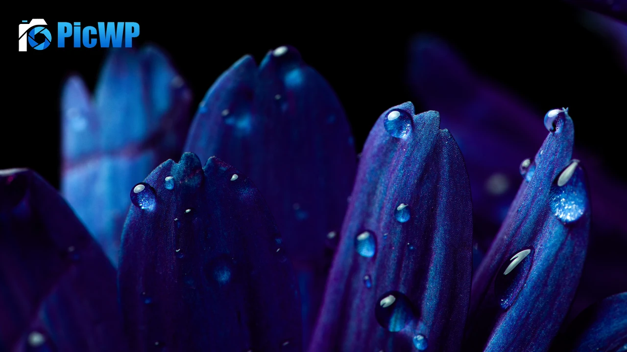 Blue flower Petals 4K PC Wallpaper