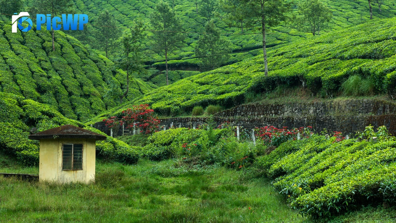 Tea Estate Hill Station 4K PC Wallpaper