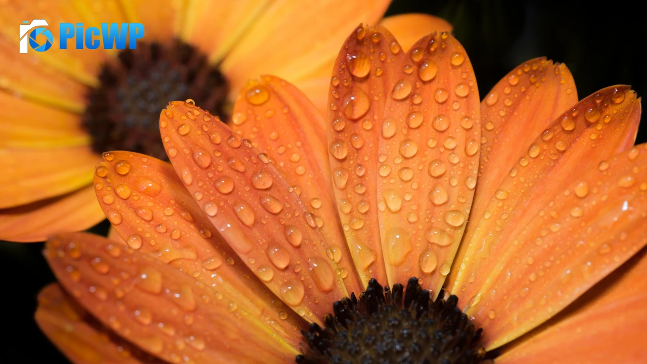 Orange flowers Daisy flowers 4K PC Wallpaper