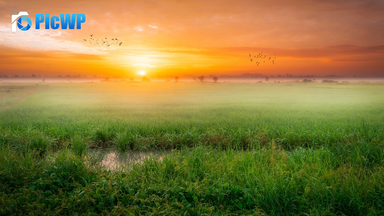 Sunrise Paddy fields 4K PC Wallpaper