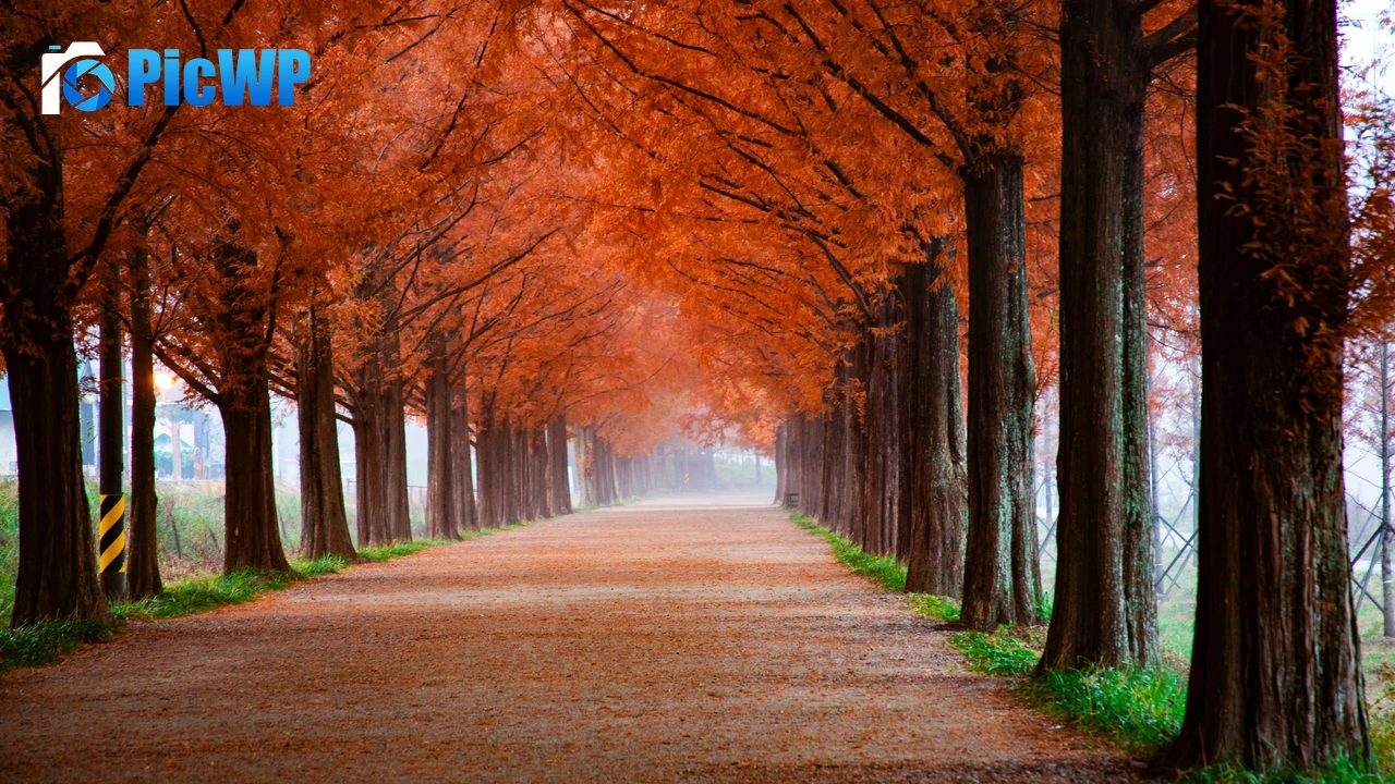 Autumn Morning 4K PC Wallpaper