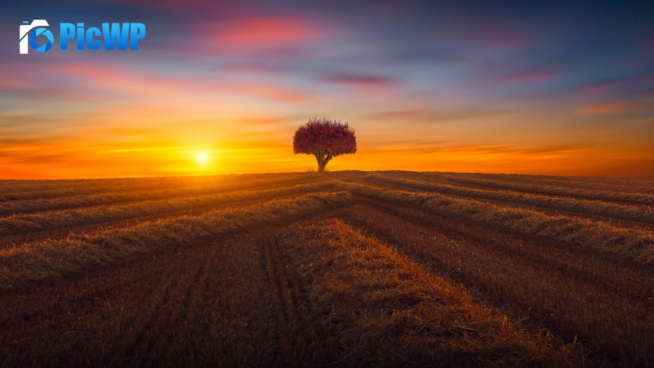 Lone tree Agriculture 4K PC Wallpaper