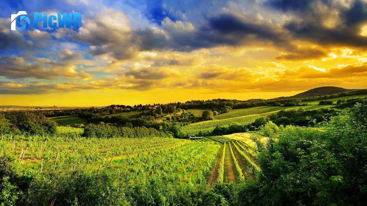 Kahlenberg hills Vienna 4K PC Wallpaper