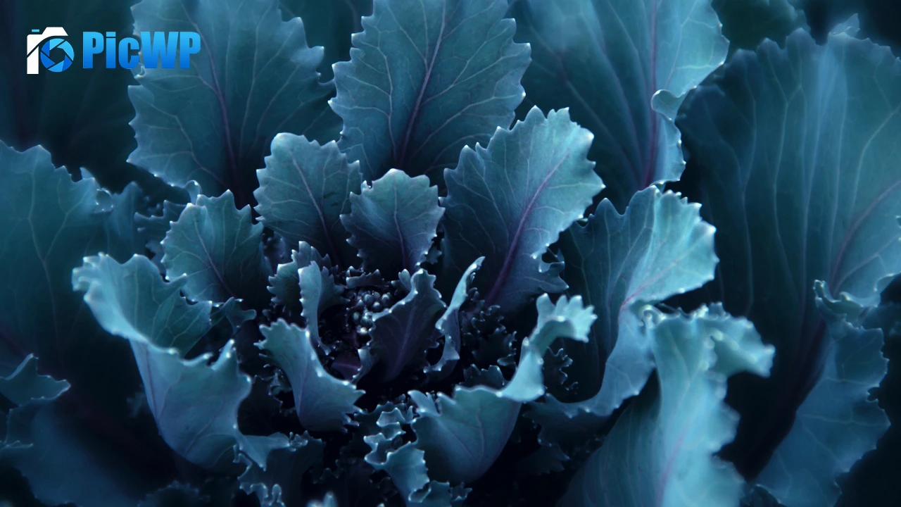 Blue flower Bloom 4K PC Wallpaper