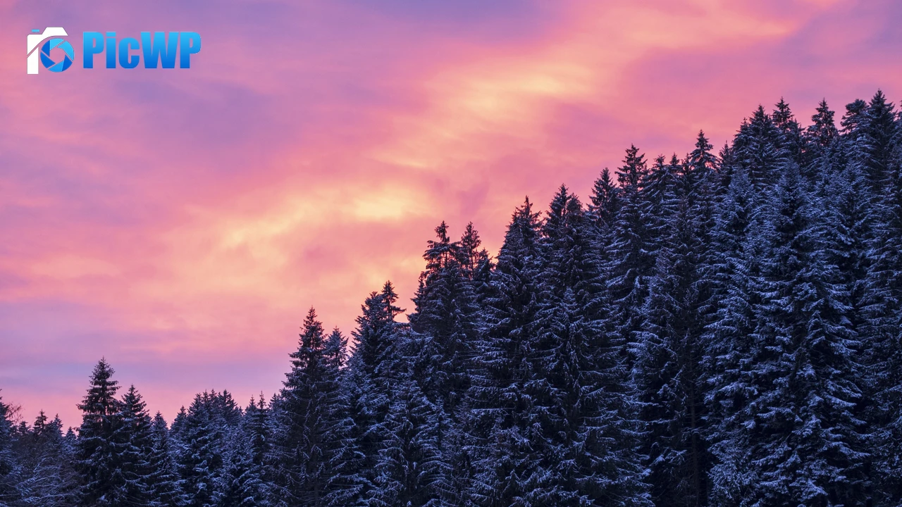 Snow covered Tall Trees 4K PC Wallpaper