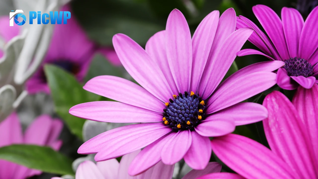 Daisy flowers Purple Flowers 4K PC Wallpaper