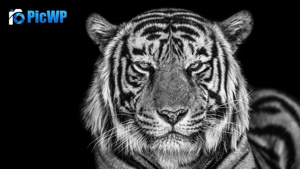 Tiger Monochrome 4K PC Wallpaper