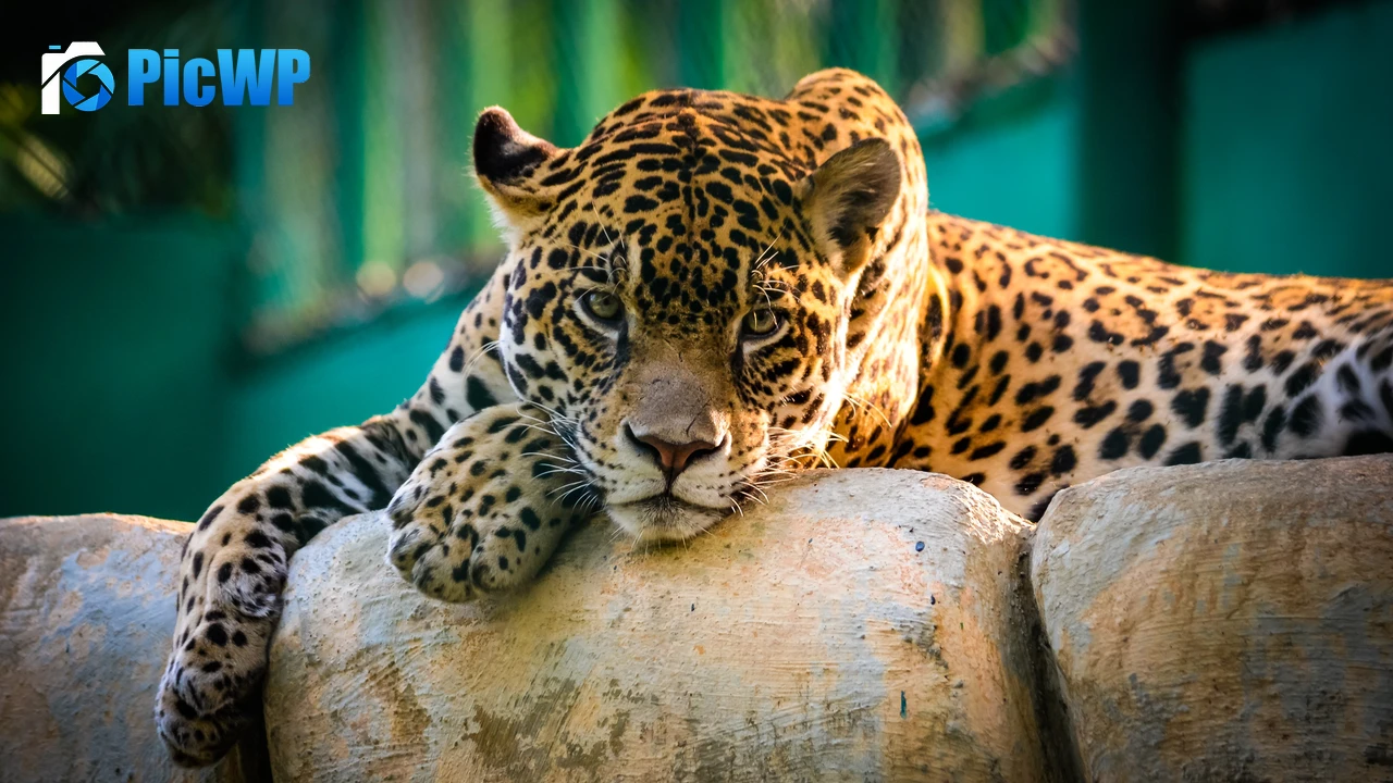 Jaguar Wild animal 4K PC Wallpaper