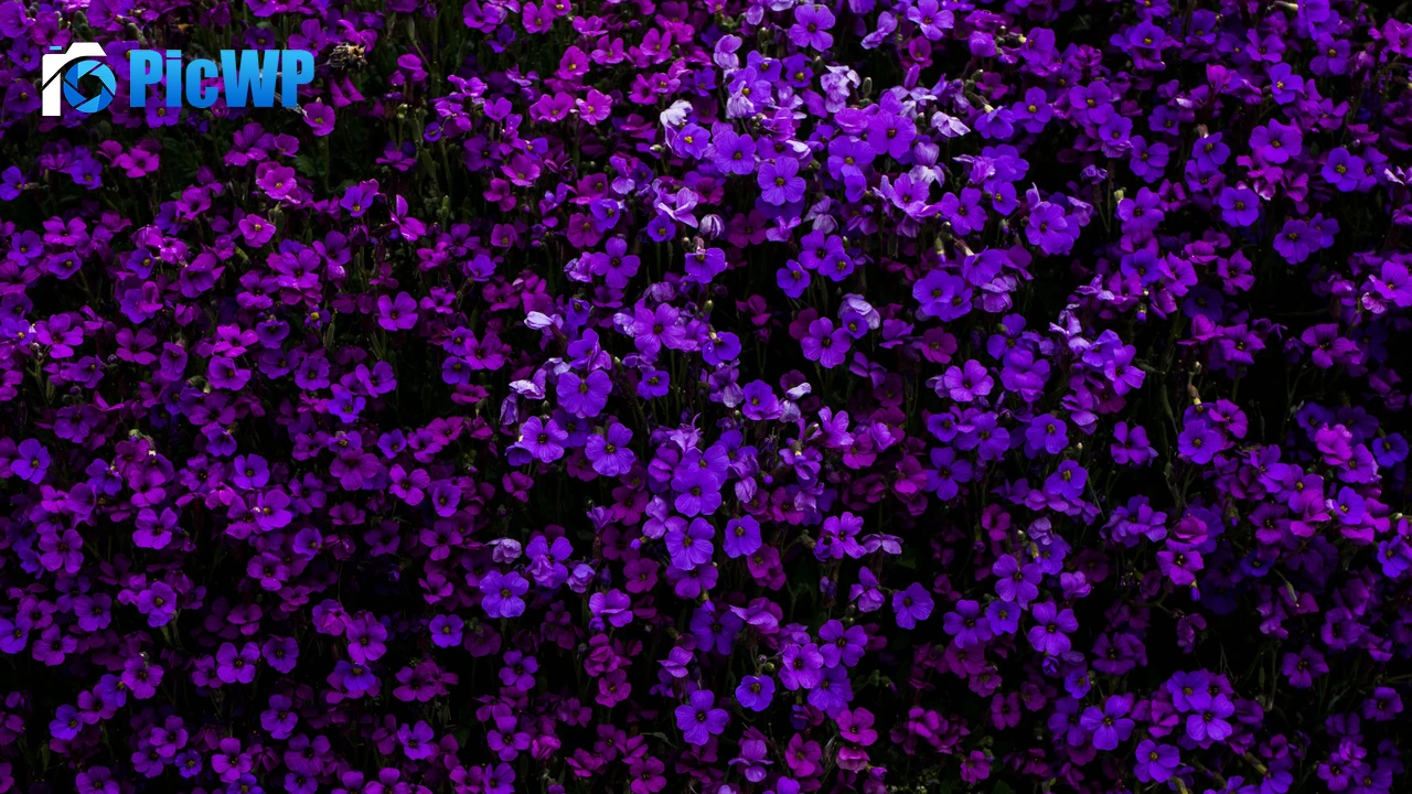 Purple Flowers Floral Background 4K PC Wallpaper