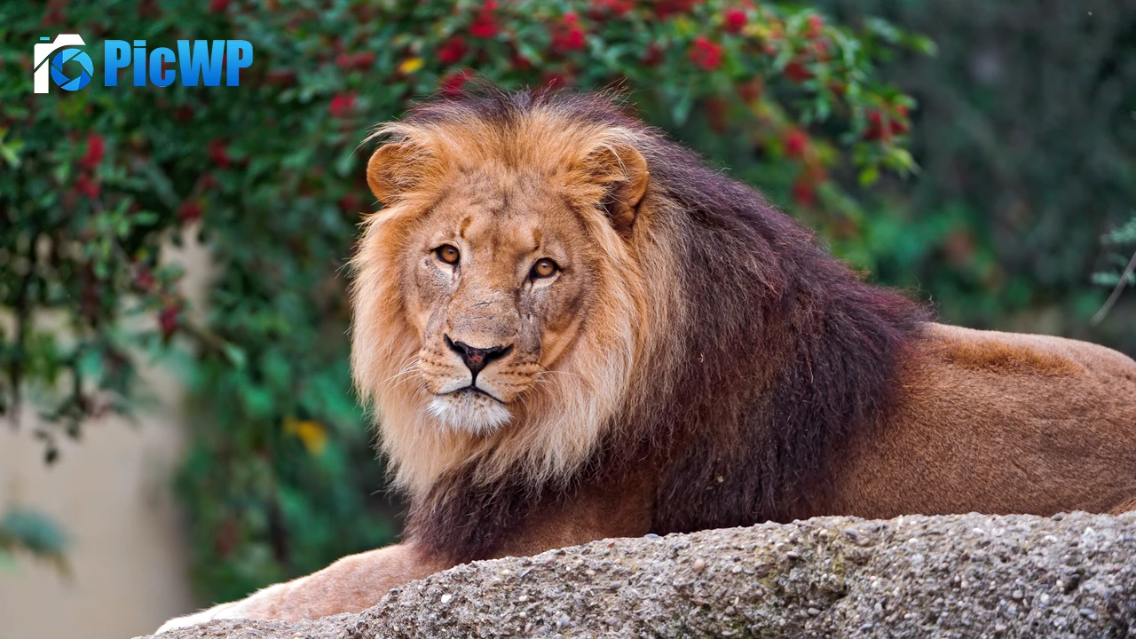 Lion Wild animal 4K PC Wallpaper