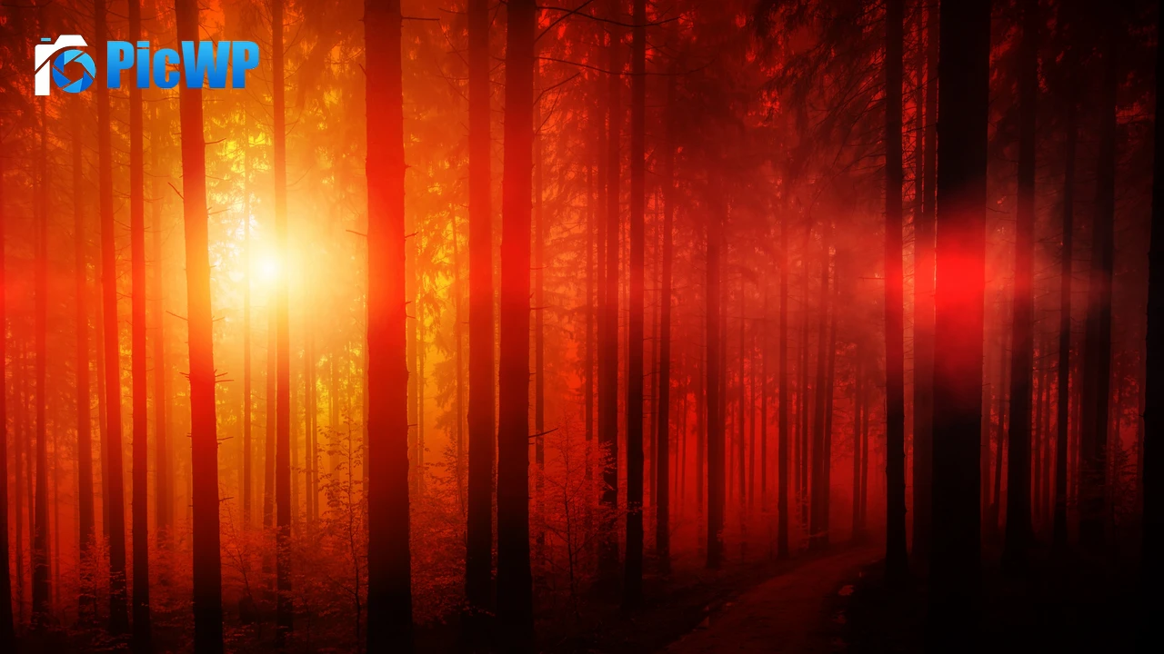Dark Forest Sun light 4K PC Wallpaper