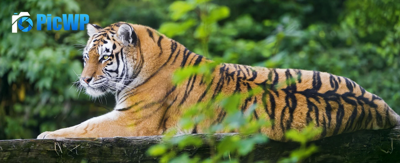 Siberian tiger Amur tiger 5K Wide Wallpaper