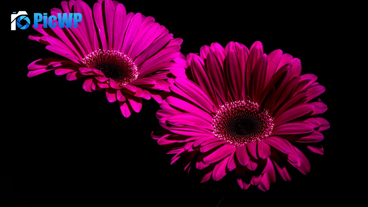 Gerbera Daisy Purple Flowers 4K PC Wallpaper