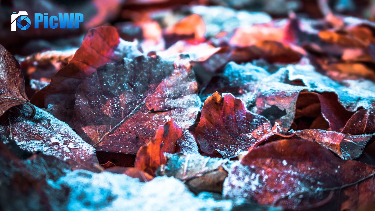 Autumn leaves Snow 4K PC Wallpaper