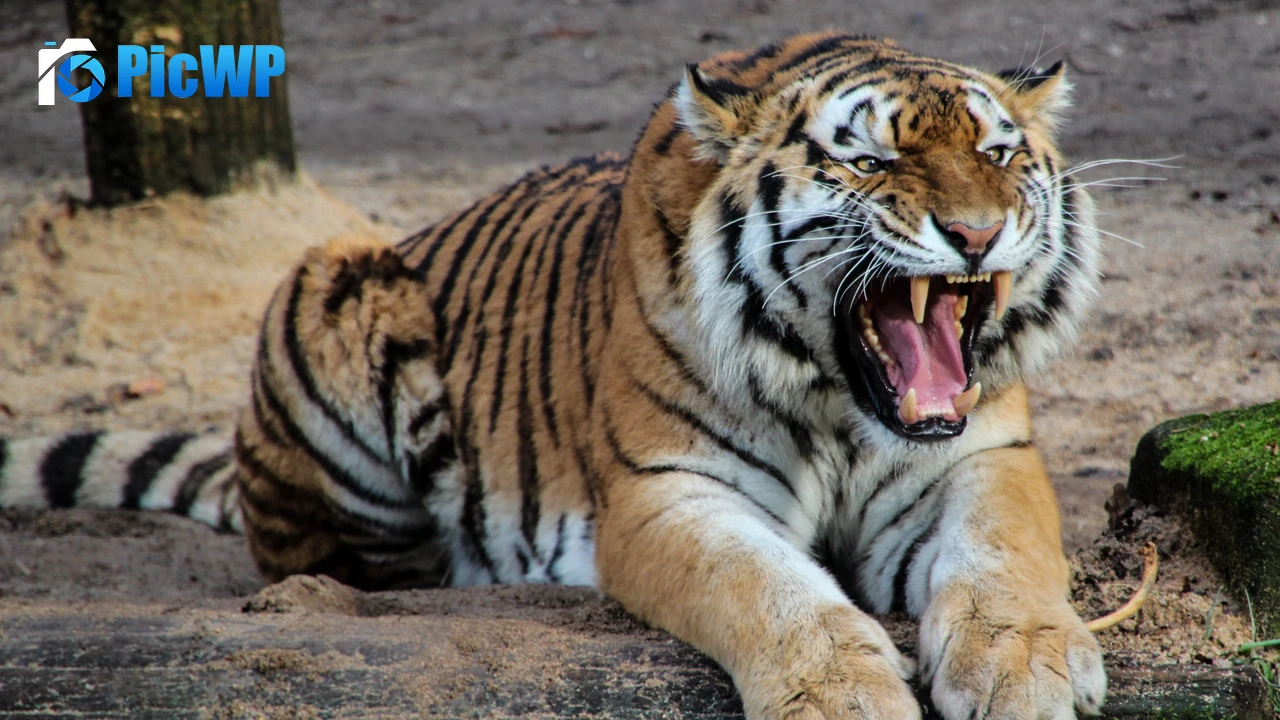 Tiger Roaring 4K PC Wallpaper