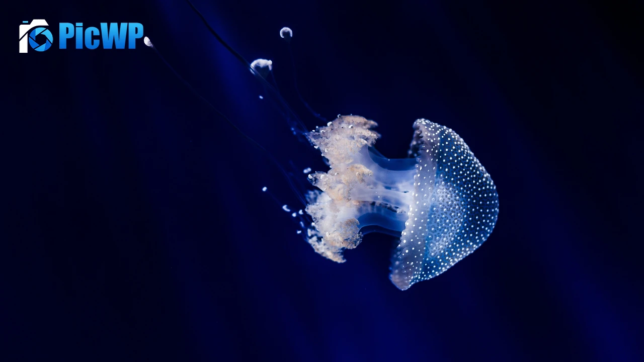 Jellyfish Blue background 4K PC Wallpaper