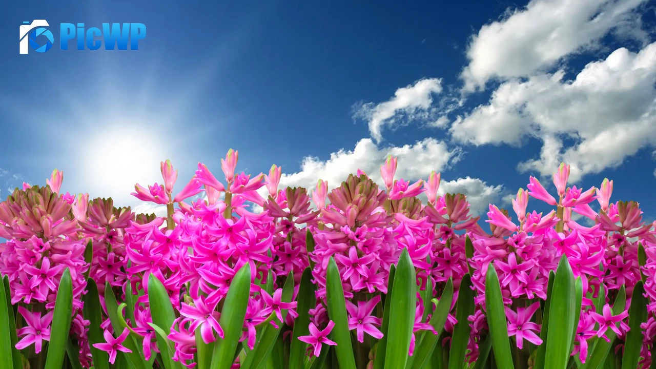 Pink flowers Hyacinth 4K PC Wallpaper