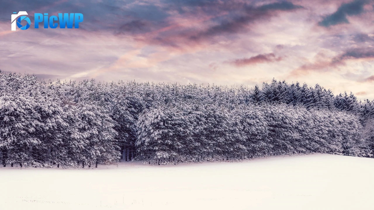 Snow covered Trees 4K PC Wallpaper