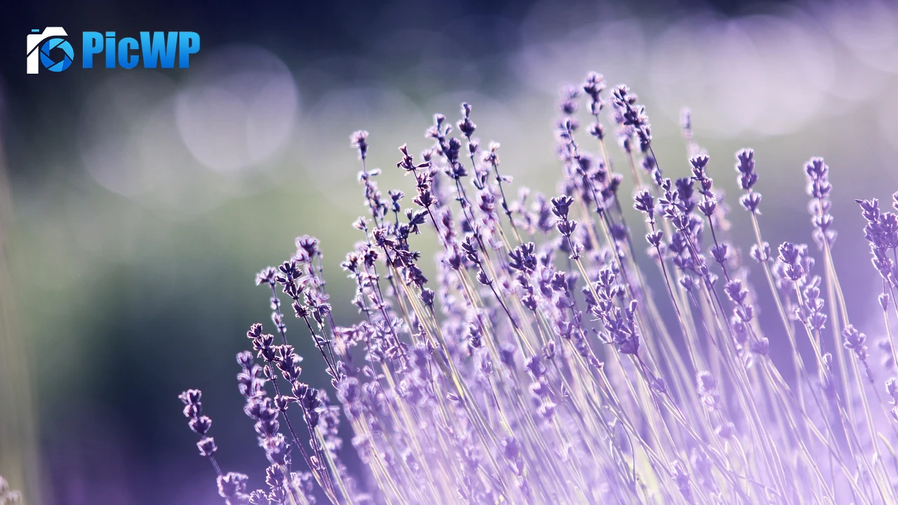 Lavender flowers Bokeh 4K PC Wallpaper