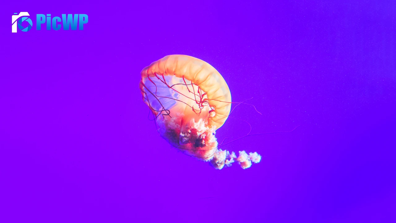 Jellyfish Purple background 4K PC Wallpaper