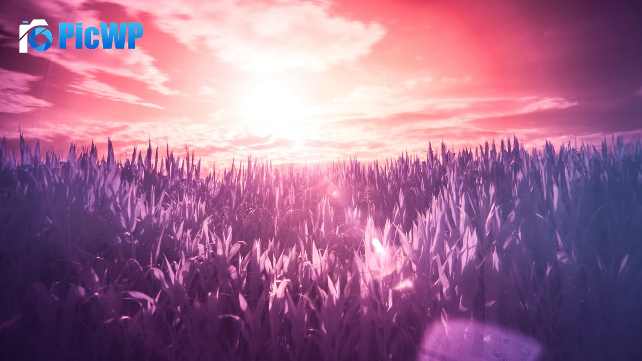 Sunrise Field 4K PC Wallpaper