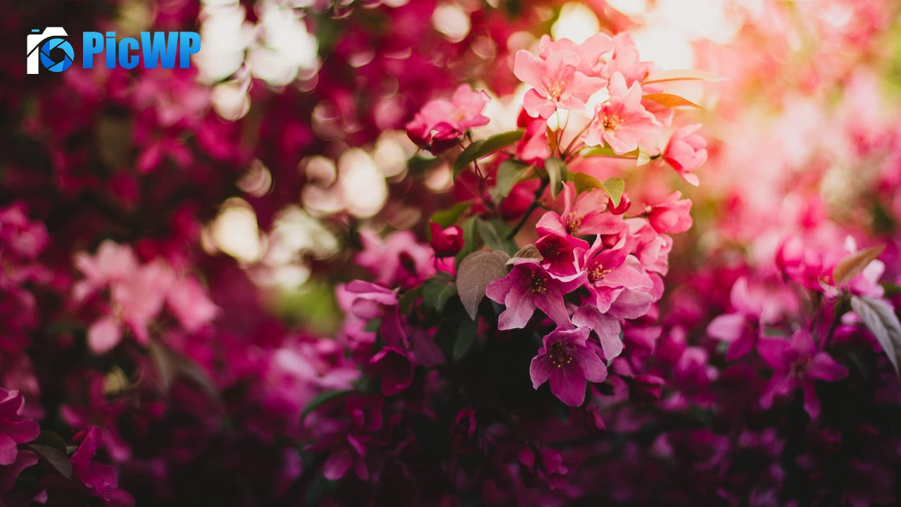 Pink flowers Purple 4K PC Wallpaper