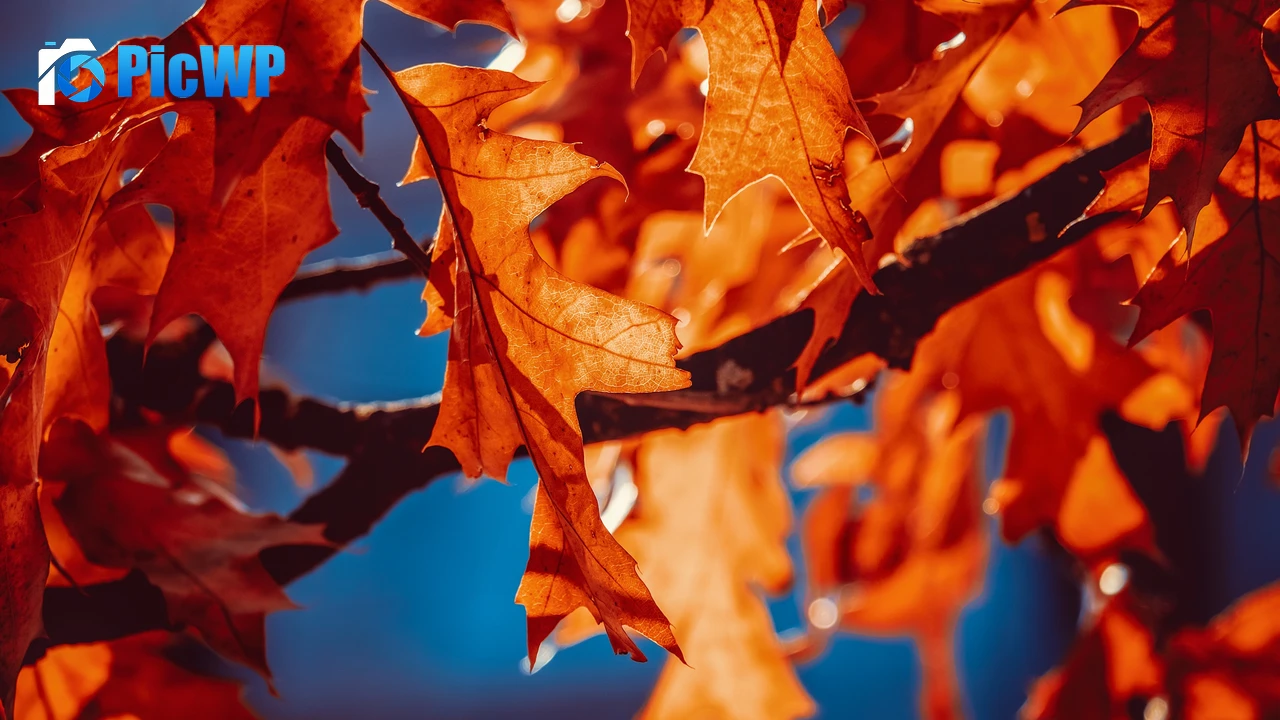 Autumn leaves Orange Leaf 4K PC Wallpaper