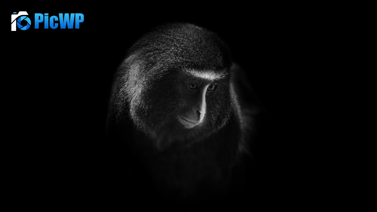 Hamlyn's monkey Owl-faced monkey 4K PC Wallpaper