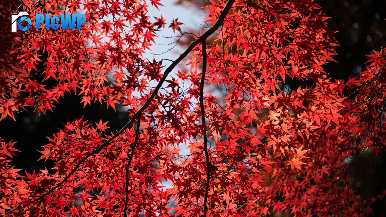 Maple tree Red leaves 4K PC Wallpaper