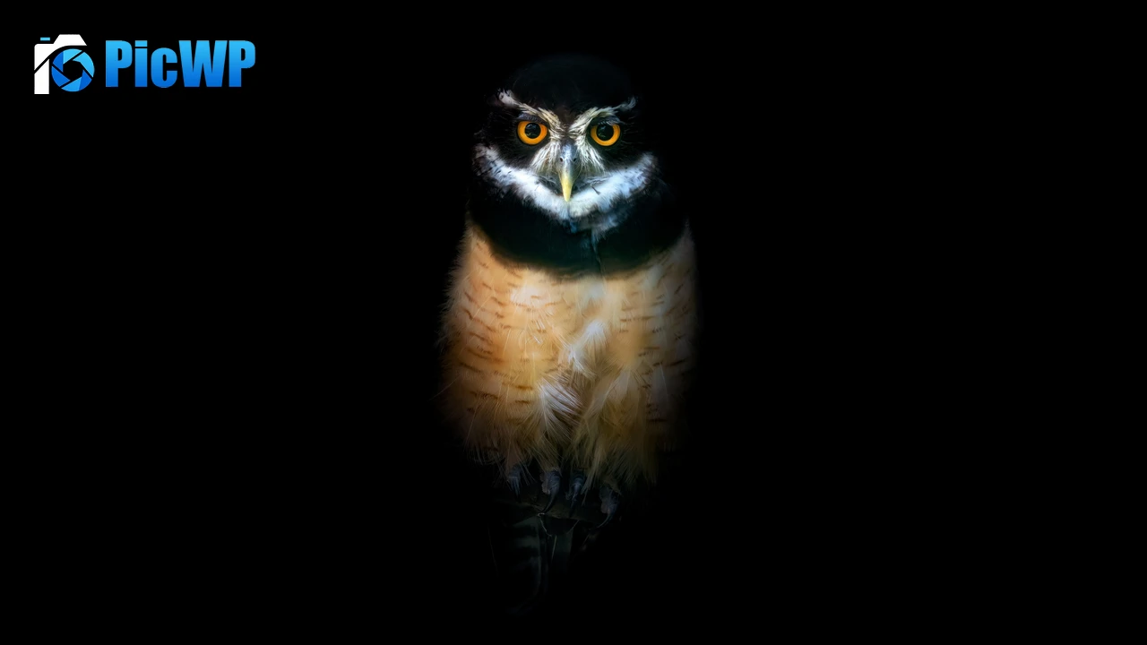 Owl Night 4K PC Wallpaper