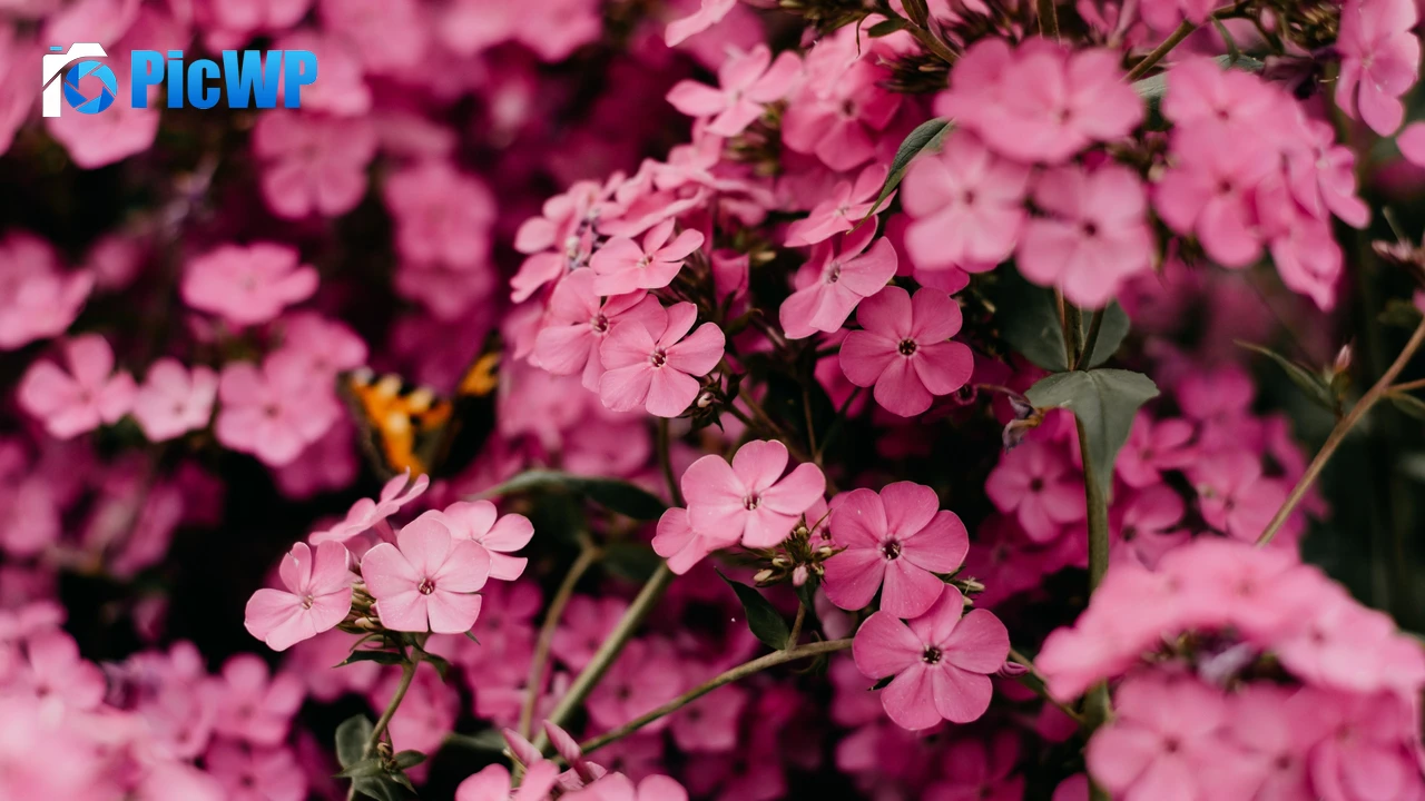 Pink flowers Bokeh 4K PC Wallpaper