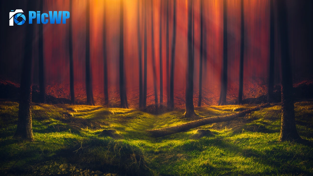 Sun rays Forest 4K PC Wallpaper