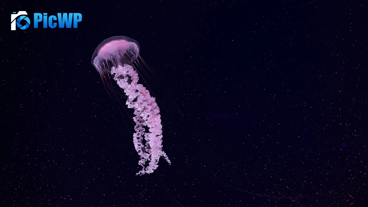 Jellyfish Dark background 4K PC Wallpaper