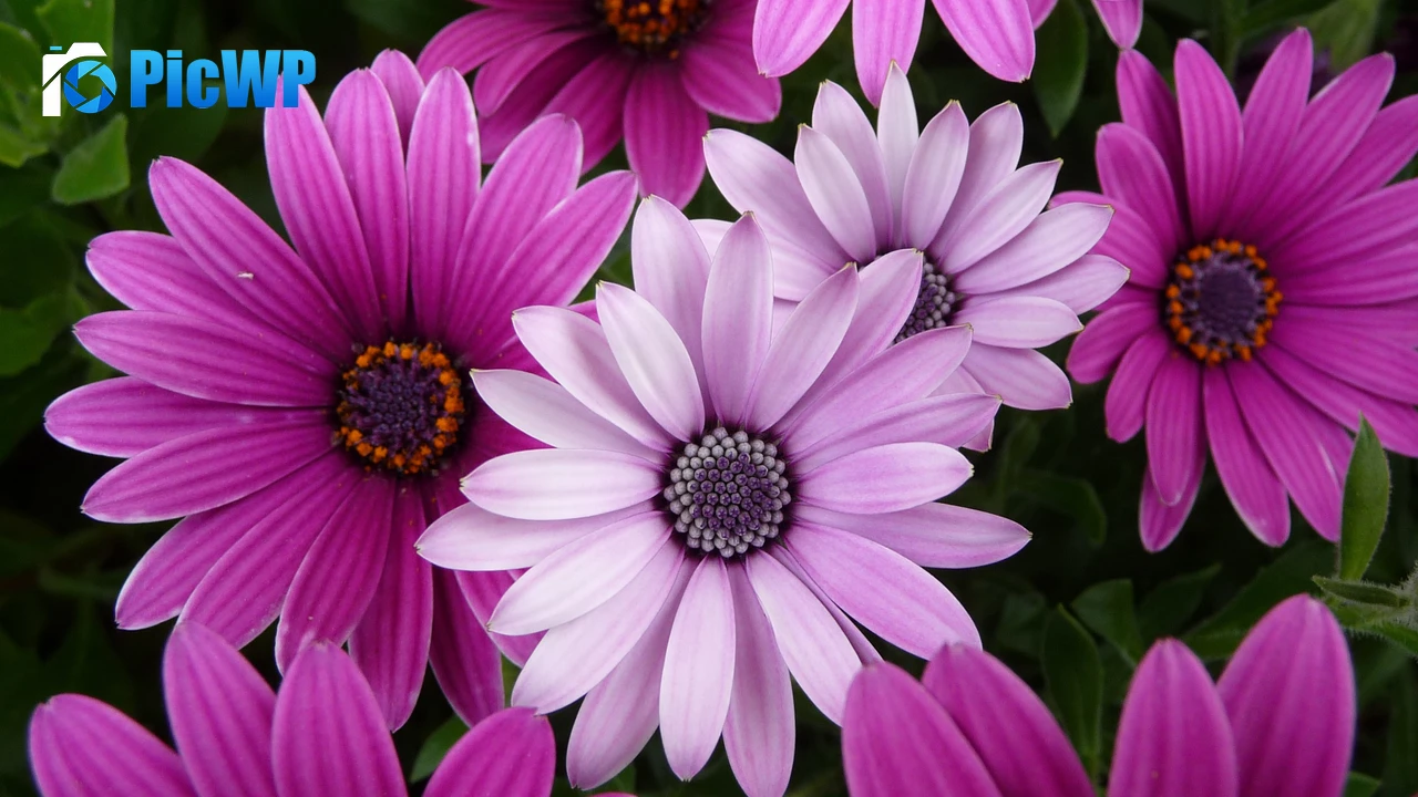 Daisy flowers Garden 4K PC Wallpaper