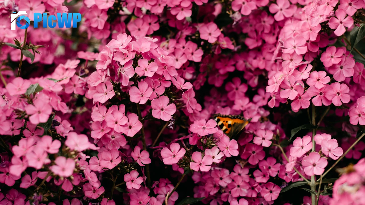 Pink flowers Closeup 4K PC Wallpaper