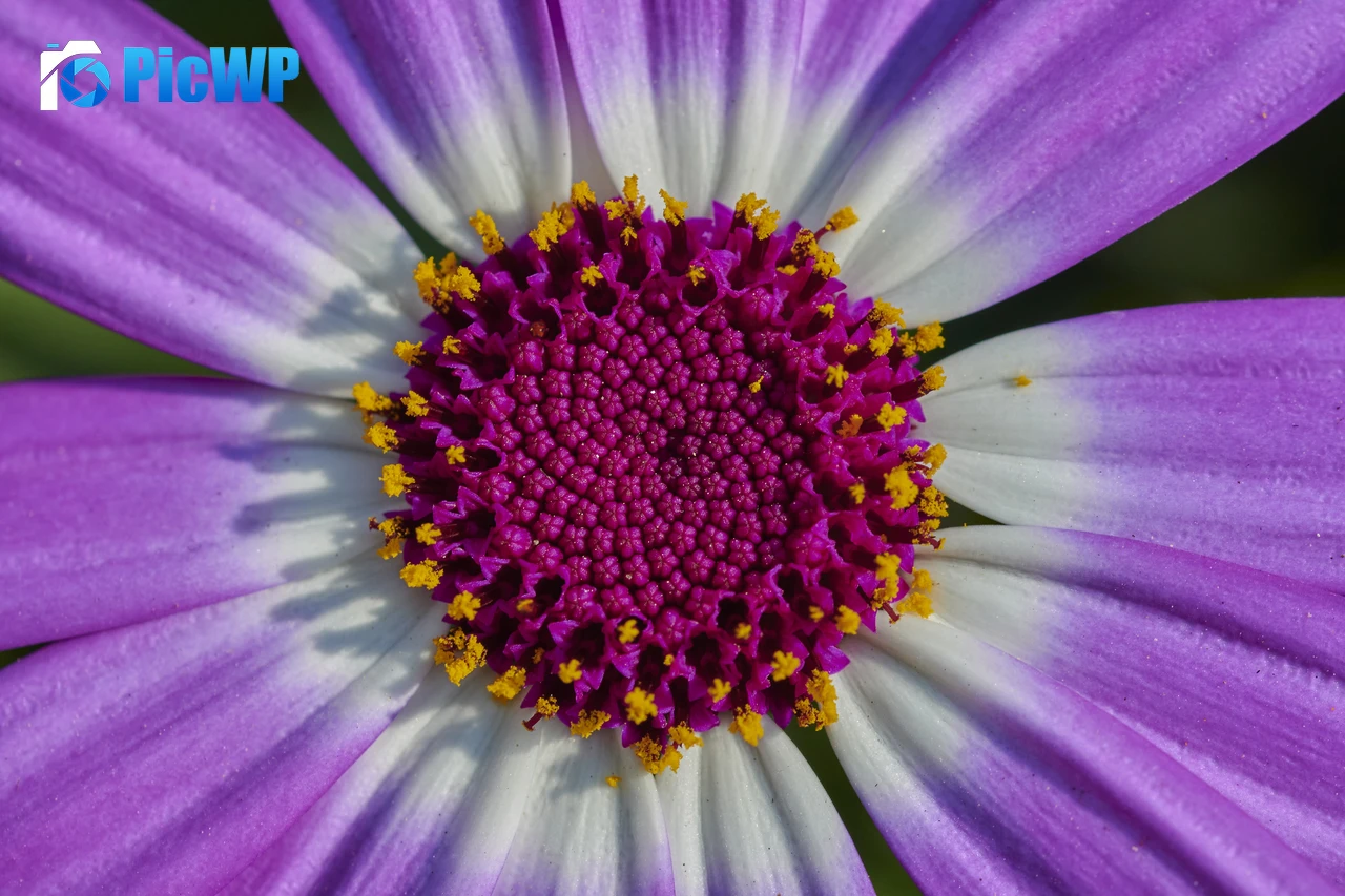 Purple Flower Macro 4K PC Wallpaper