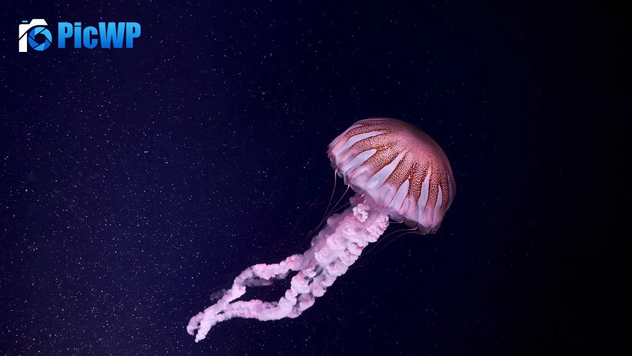 Jellyfish 4K PC Wallpaper