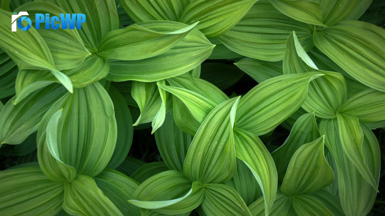 Green leaves Closeup 4K PC Wallpaper