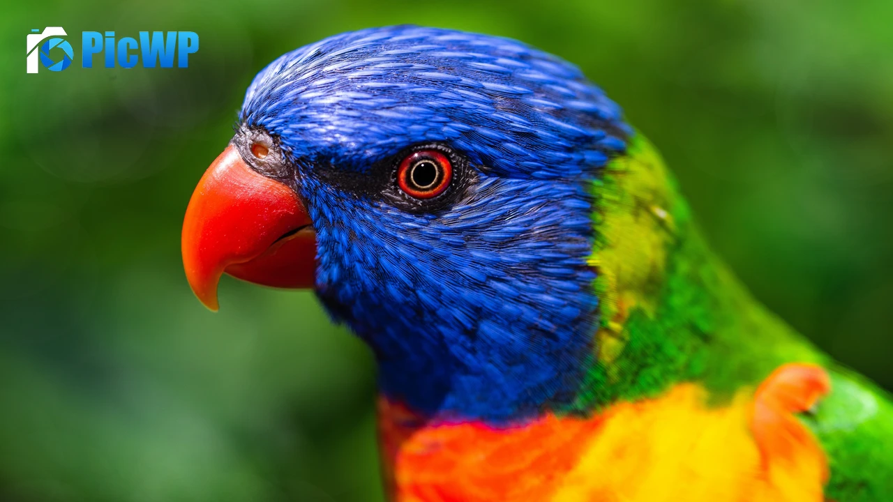 Rainbow Lorikeet Parrot 4K PC Wallpaper
