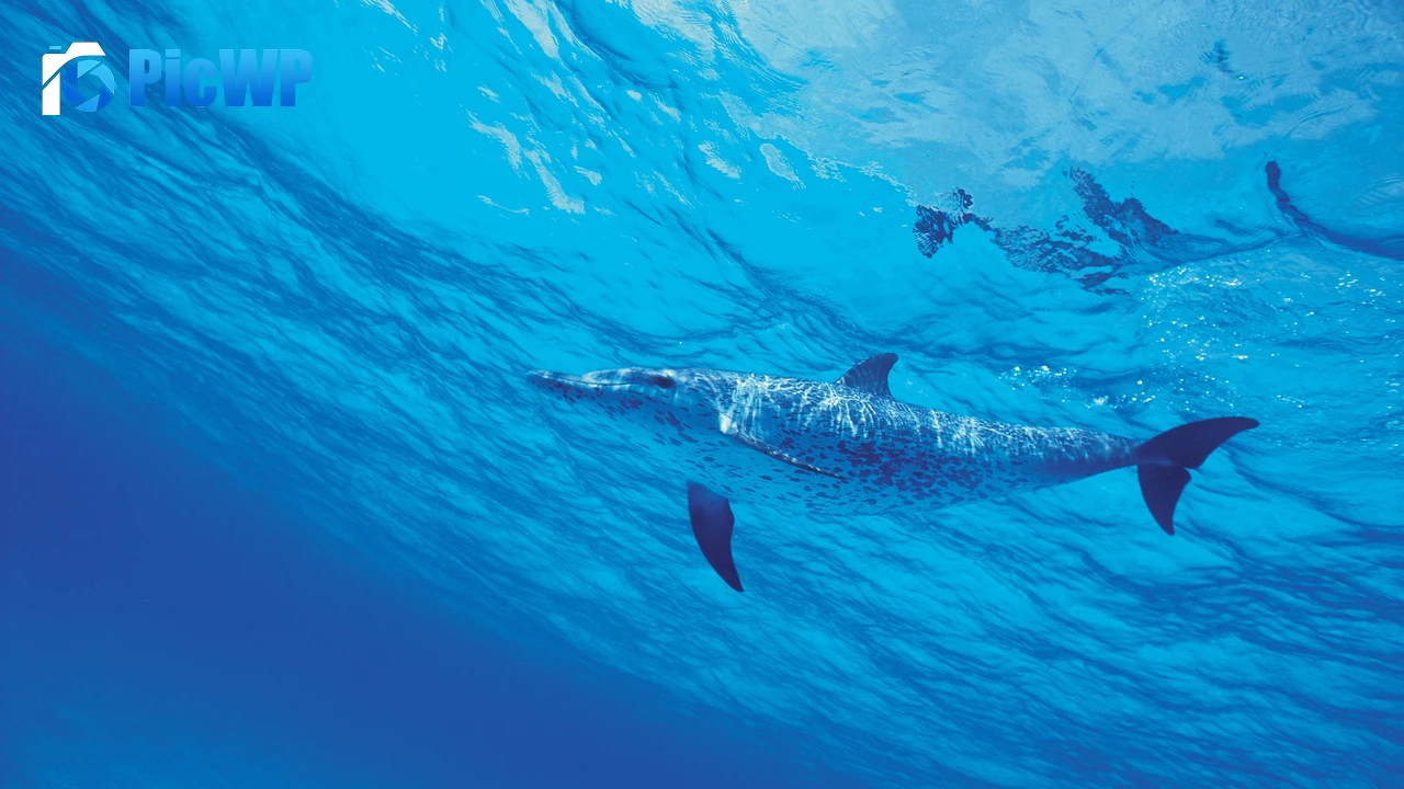 Dolphins Underwater 4K PC Wallpaper