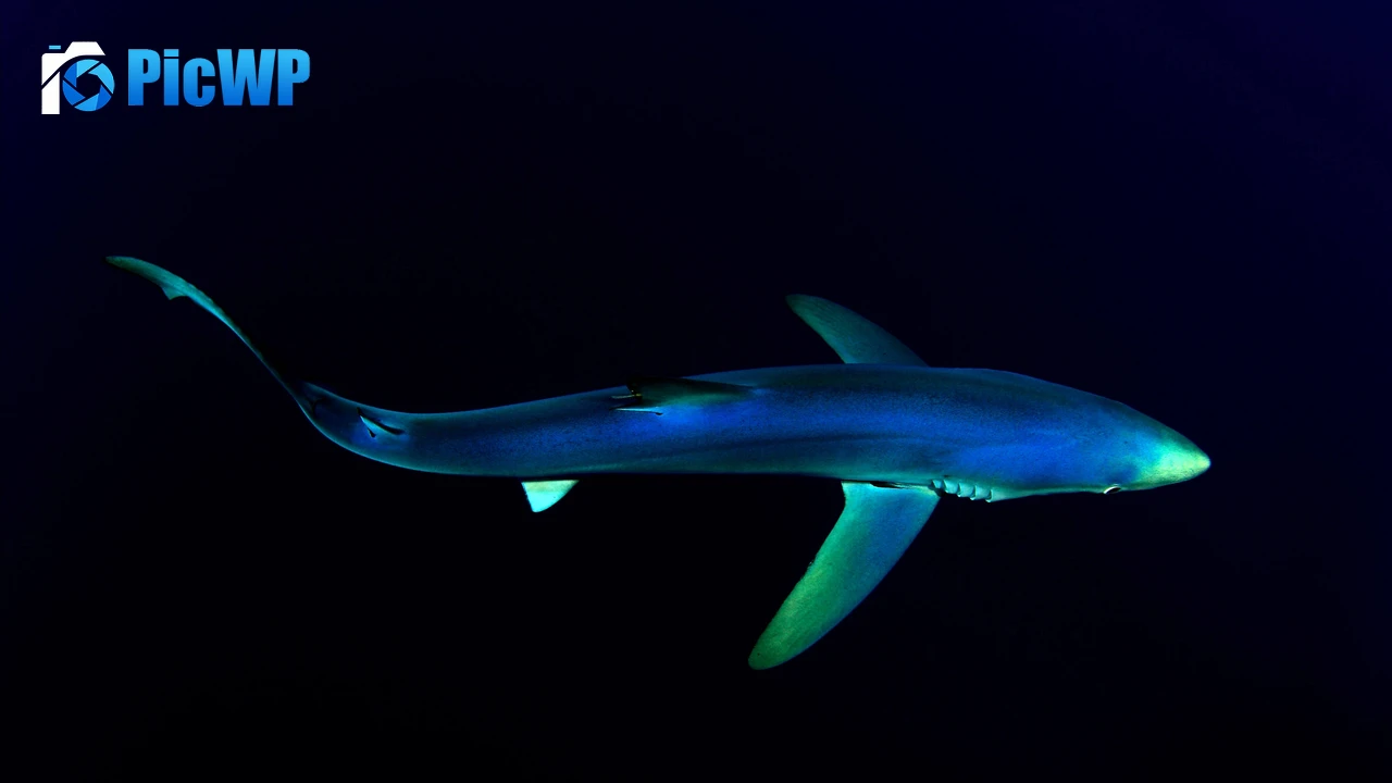 Blue Shark Underwater 4K PC Wallpaper