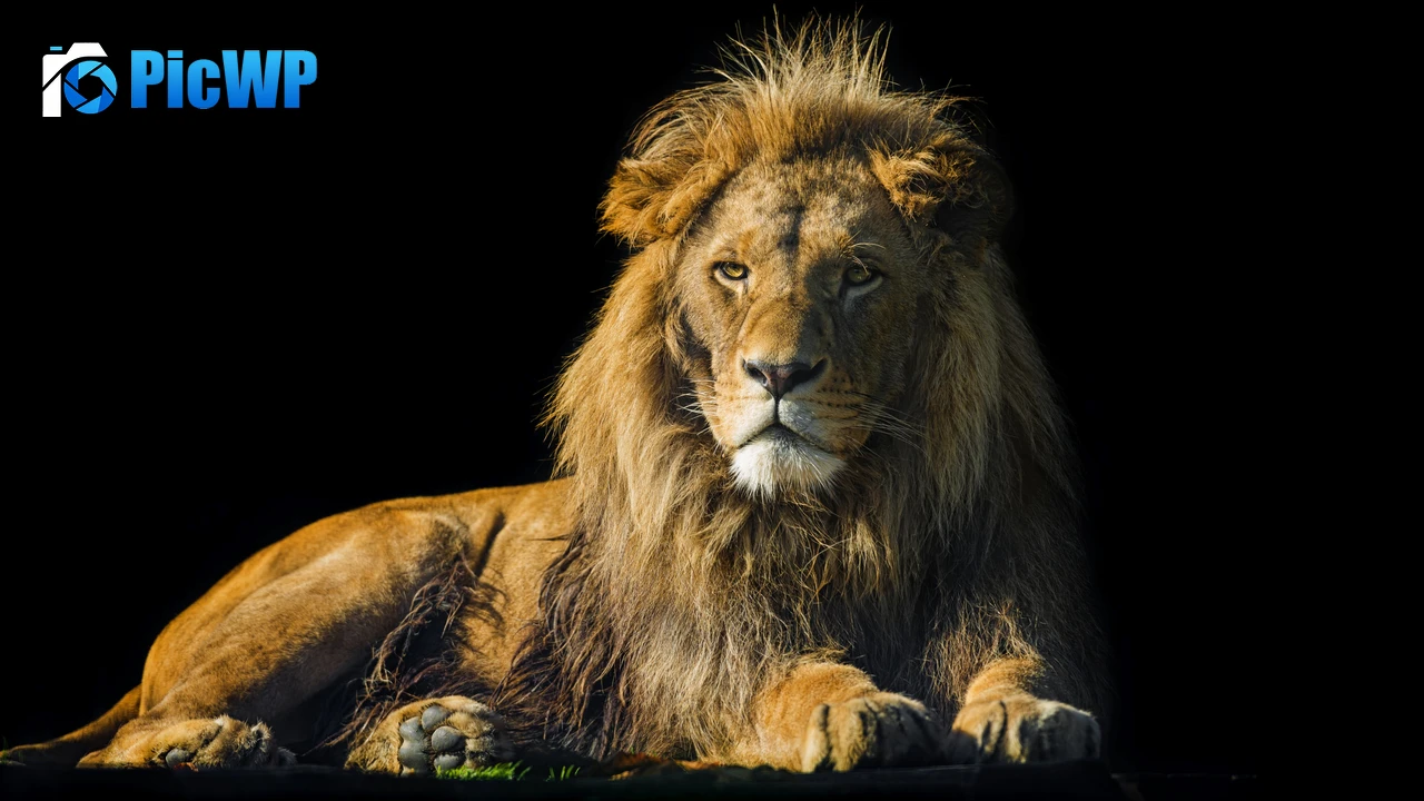 Lion Male 4K PC Wallpaper