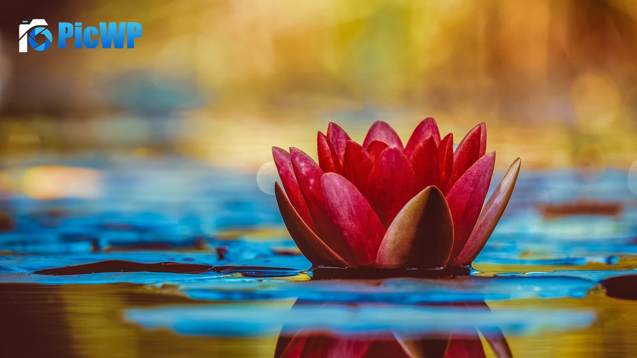 Water Lily Red flower 4K PC Wallpaper